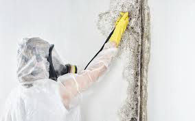 Why You Should Choose Our Mold Remediation Services in Kermit, TX